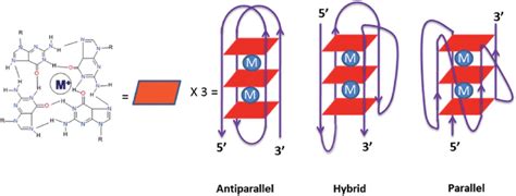 Structure Of G Tetrad For Telomeric DNA Sequence And Various Structural