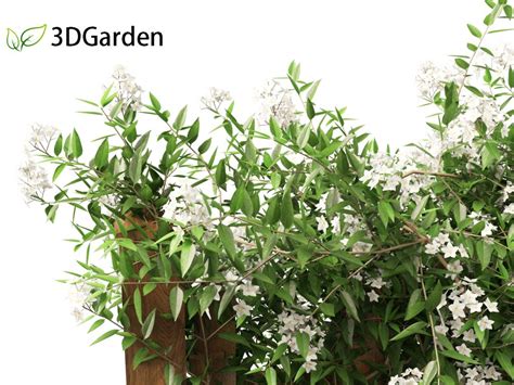 Solanum Laxum Potato Vine 3D Model 3DGardenPlants