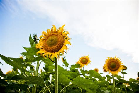 Take A Full Season Approach To Sunflower Weed Control Winfield United