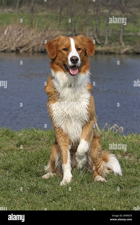 Leonberger Collie Mix