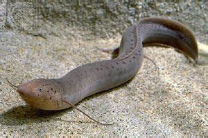 Lungfish | Natural History, Form & Evolution | Britannica