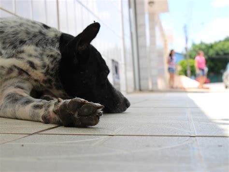 G1 Cão abandonado há um mês espera retorno dos donos na porta de casa