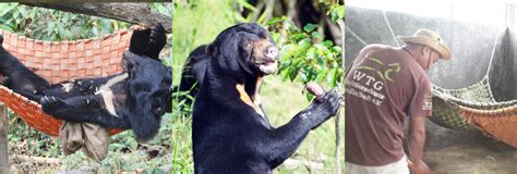 Bear bile farming - 2024 status – Free the Bears