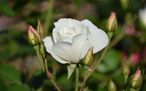 عکس شاخه گل رز سفید زیبا White Rose Bloom