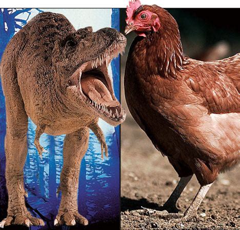 Proof that fearsome T-Rex evolved into a chicken | Daily Mail Online