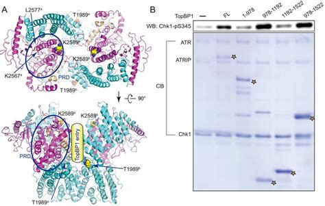 Activation Of ATR By TopBP1 A Potential TopBP1 Binding Sites Two