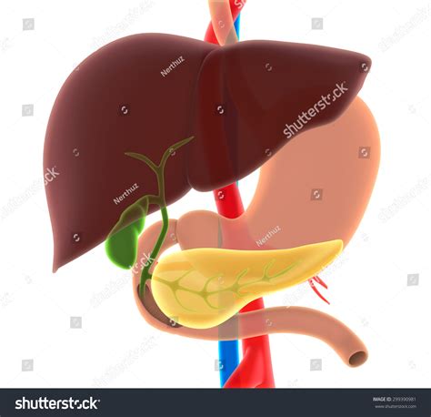 Liver, Gallbladder, And Pancreas Anatomy Stock Photo 299390981 ...