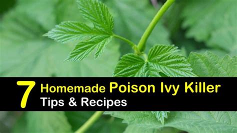 Homemade Poison Ivy Killers 7 Natural Tips To Kill Poison Ivy