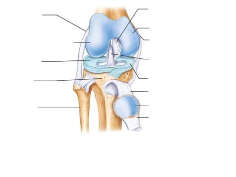 Joints Of The Knee Diagram Quizlet