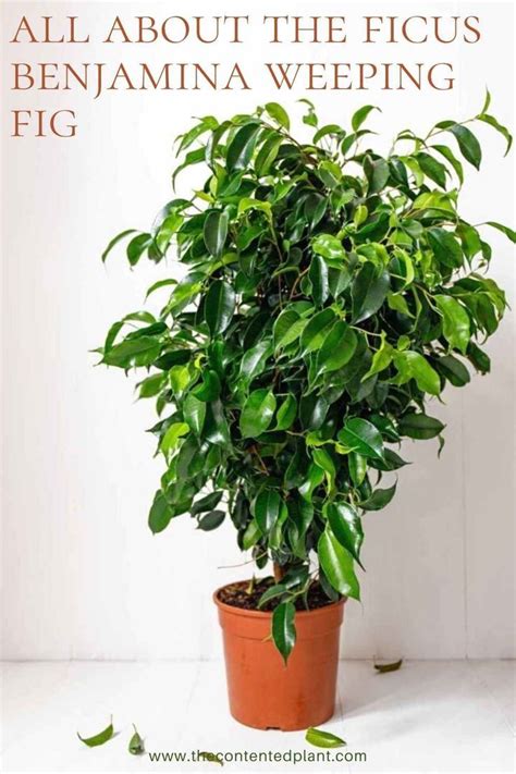 Ficus Tree Weeping Fig Plant Care And Growing Guide Artofit