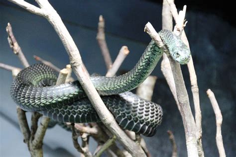 Boomslang : classification, lifespan, diet & more