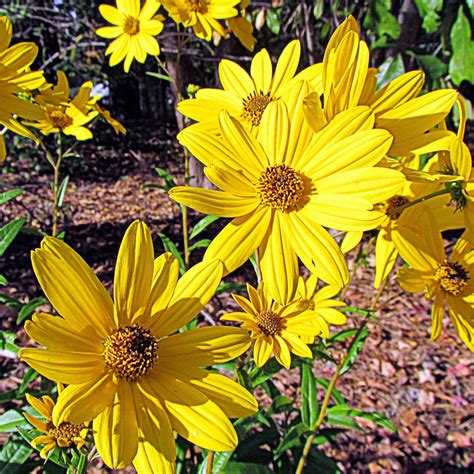 Swamp Sunflower - Helianthus angustifolius – ServeScape