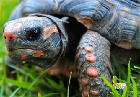 7 Best Tortoise Breeds for Pets - My Pet Tortoise