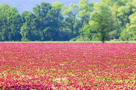 Beautiful Rosy Clover Field Stock Photo Image Of Crops Culture