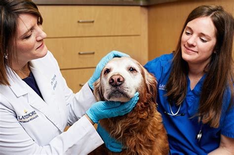 Dermatology Bluepearl Pet Hospital