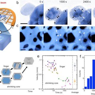 Structural Evolution During In Situ Lithiation Of Nio Nanosheets A