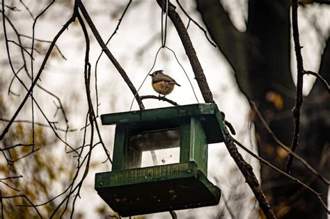 Premium Photo | Bird at central park new york usa