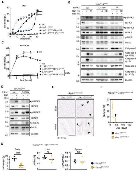 Ciaps Control Ripk1 Kinase Activity‐dependent And ‐independent Cell