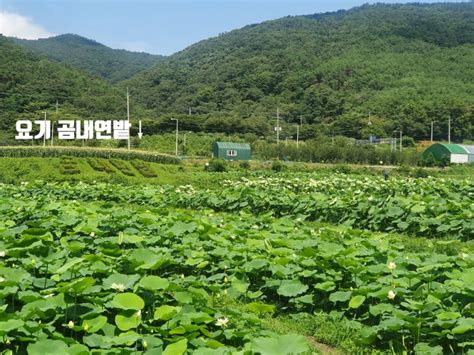 기장 철마 부산에 이런 곳이 있는 줄 몰랐다 연꽃 가득 곰내연밭 네이버 블로그