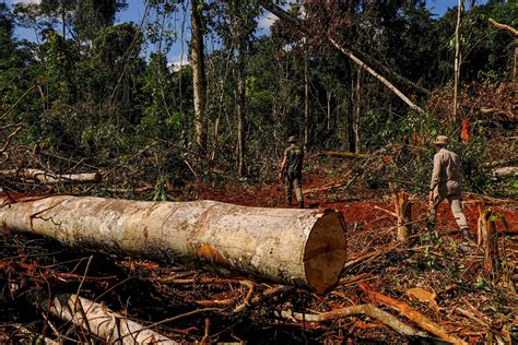 A Gazeta Pf Combate Extra O Ilegal De Madeira Em Terra Ind Gena