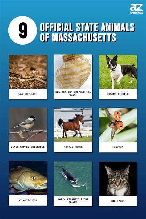 Discover The 9 Official State Animals Of Massachusetts - A-Z Animals