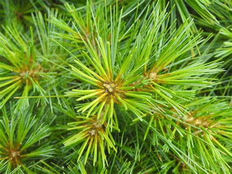 Pinus strobus 'Nana' (Dwarf Eastern White Pine, Eastern White Pine ...