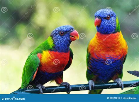 Parrots Stock Photography | CartoonDealer.com #25072316