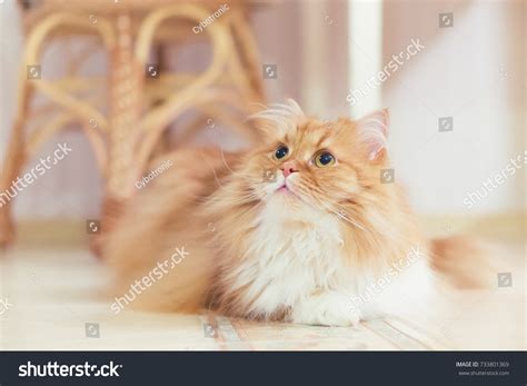 Beautiful Pussy Cat Red Color Big Stock Photo 733801369 Shutterstock