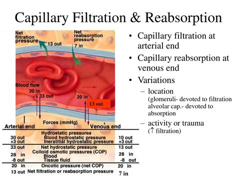 Ppt Chapter 20 Blood Vessels And Circulation Powerpoint Presentation