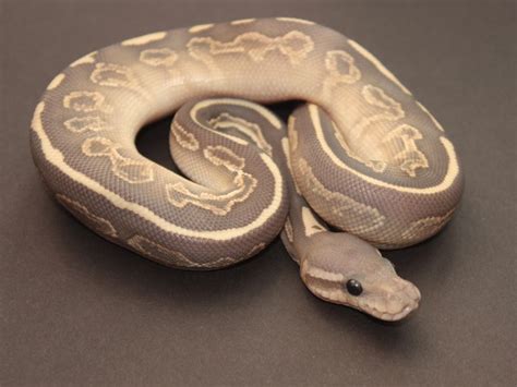 Pastel Ghost Ball Python