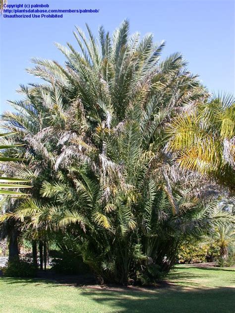 File F Palmpedia Palm Grower S Guide