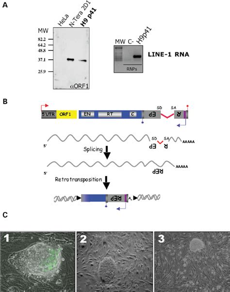 Line Elements Can Retrotranspose In Undifferentiated Hes Cells A