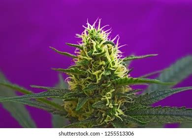 Cannabis Sativa Plant Flowering Stock Photo 1255513306 | Shutterstock