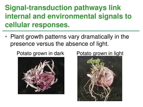 Ppt Plant Responses To Internal And External Signals Powerpoint Presentation Id 1182971