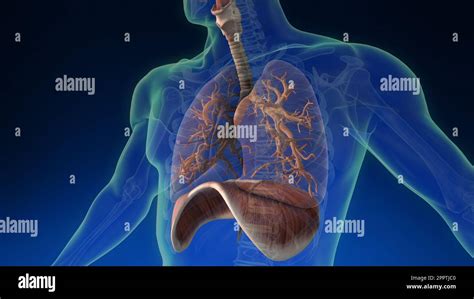 Medically Accurate Animation Of The Human Lungs Stock Photo Alamy