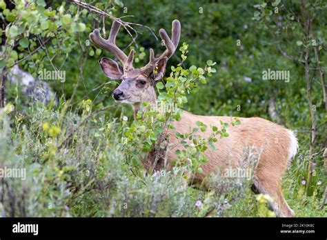 A Mule Deer Buck Emerging Through Aspen Trees And Sagebrush Along The