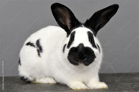 Lapin Noir Et Blanc Stock Foto Adobe Stock