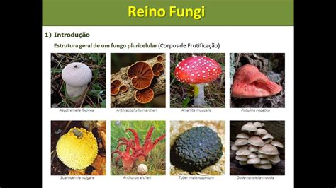 Reino Fungi Caracteristicas Gerais Reino Fungi Gerais Eucariontes The ...