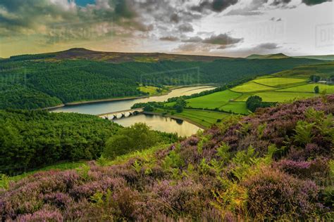 View Of Ladybower Reservoir And Flowering Purple Heather Peak District