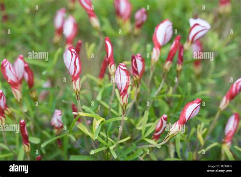 Oxalis Versicolor Flowers In A Protected Environment Stock Photo Alamy