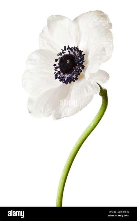 Black And White Anemone Isolated On A White Background Stock Photo Alamy