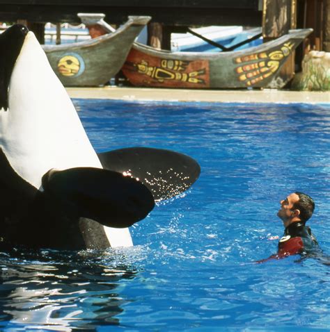 I trained killer whales at SeaWorld for 12 years. Here’s why I quit. | Vox