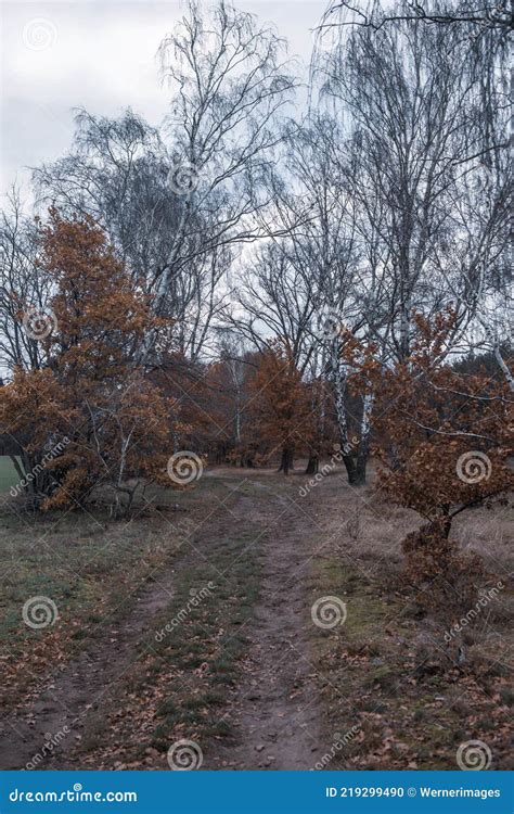 Pathway In The Autum Forest Royalty Free Stock Photo CartoonDealer