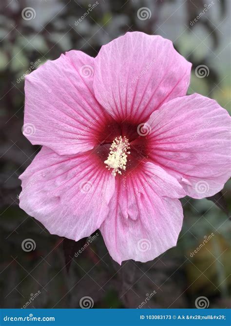 Seminole Pink Hibiscus Stock Image Image Of Single 103083173