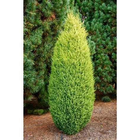 Spring Hill Nurseries 250 Qt Pot Gold Cone Upright Juniper Live