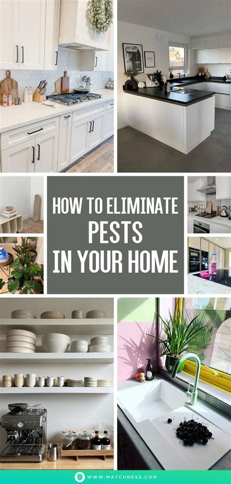 How to Eliminate Pests in Your Home - Matchness.com