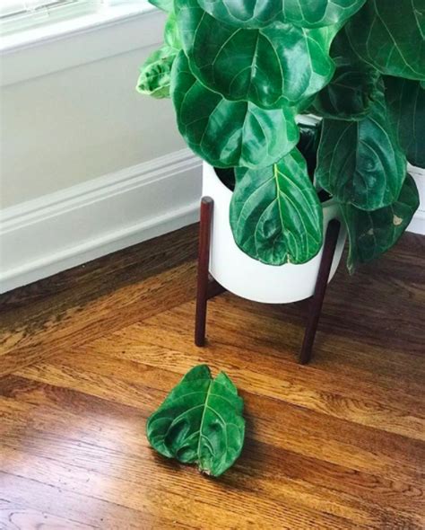 Is Your Fiddle Leaf Fig Overwatered Or Underwatered — Plant Care Tips