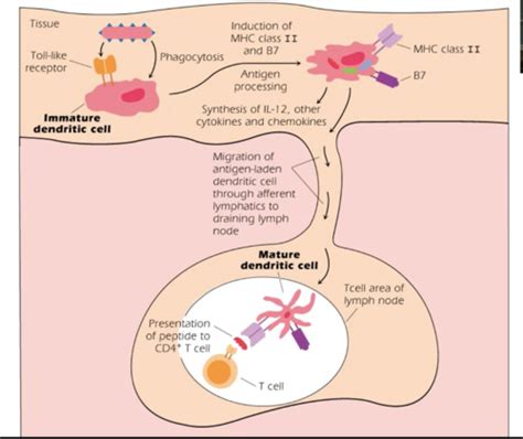 8 T Cells Part 3 Flashcards Quizlet