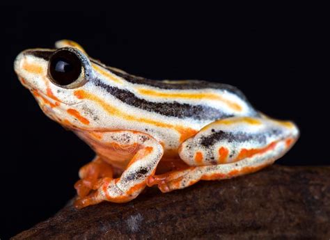 Reptiles4all On Instagram The Painted Reed Frog Hyperolius