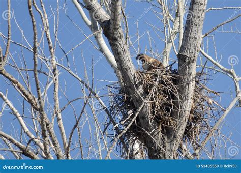 Red Tailed Hawk Sitting On Its Nest Stock Image Image Of Reddish